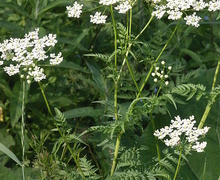 Datei:Chaerophyllum aureum (Gold-Kälberkropf) IMG 25965.JPG