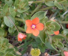 File:File:Anagallis arvensis01.jpg