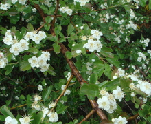 Datei:Crataegus monogyna 1.JPG