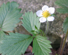 Datei:Fragolina di bosco.jpg