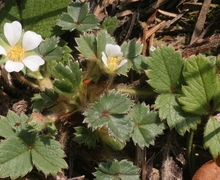 Datei:Potentilla sterilis (Erdbeerblatt-Fingerkraut) IMG 6577.JPG